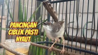 Download lagu ciblek semi gacor, CIBLEK TARUNG paling terbaik jadikan ciblek semi ikut bunyi gacor !! mp3