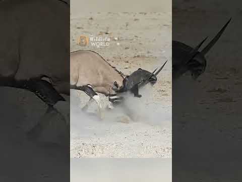 Honey Badger messed with the wrong Oryx #shorts.