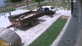 cow kidnap in car