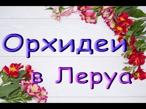 Леруа:ЗАВОЗ прекрасных ОРХИДЕЙ (редкие желтые миди!)