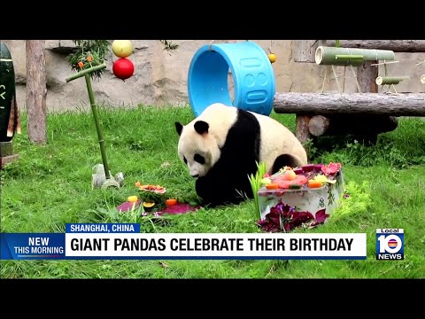 Giant pandas celebrate their birthdays - YouTube
