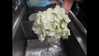 Hydrangea Part 2