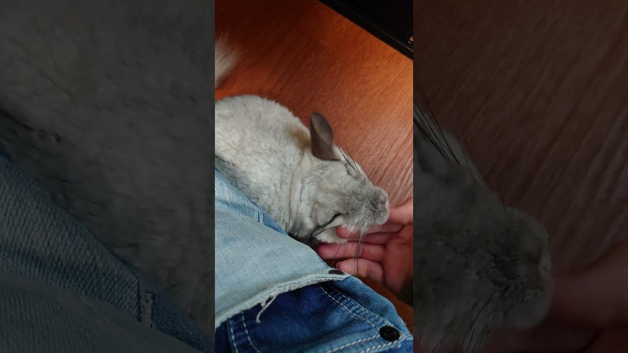 チンチラ犬っぽい？