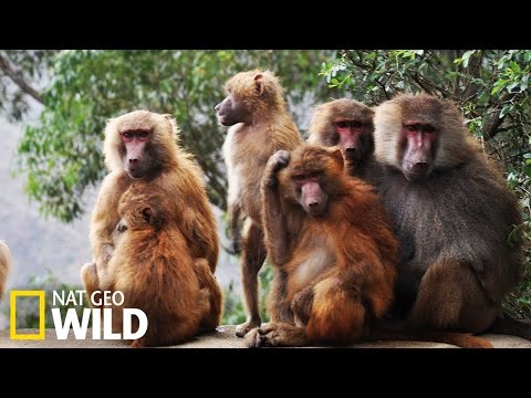 Combats de babouins