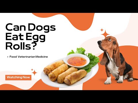 Can Dogs Eat Egg Rolls? đ¶đ„ą | Is This Snack Safe for Your Furry