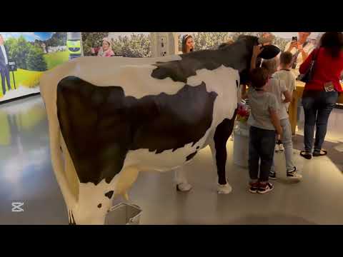 Ciocolata Cailler. Povestea boabelor de cacao. Cum am trecut munții din Elvetia în Franta?