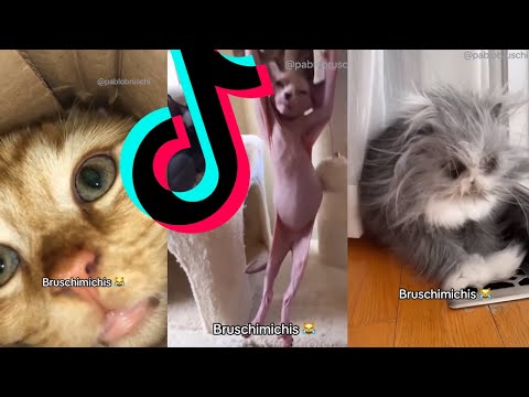 BRUSCHIMICHIS😹💗 1 hora de risa🐈💕! // #bruschimichis #humor