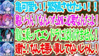亀を必要と思ってない千速とヴィヴィにどうしても飼いたいと駄々をこねる枢ｗ【ホロライブ切り抜き/水宮枢/輪堂千速/綺々羅々ヴィヴィ】