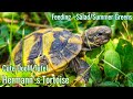 Hermann's Tortoise - (Testudo Hermanni) - Salad/Summer Greens Feeding - Tutel