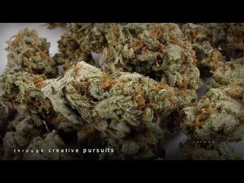 Citrus Carousel Strain