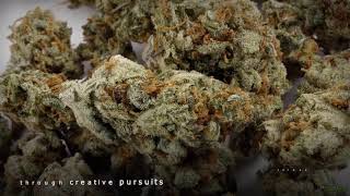 8 Citrus Marijuana Strains You Need to Try Today to Get Your Juice On!