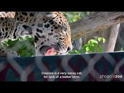 Caipora's 18th Birthday!