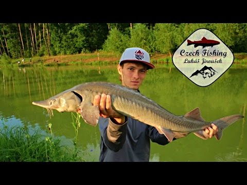 [HD] Czech Fishing: Lukáš Jiroušek - Lov jeseterů pomocí děličky