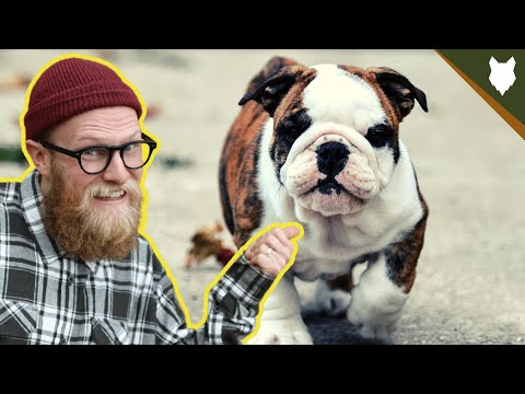 What To Do With A NEW ENGLISH BULLDOG PUPPY?!