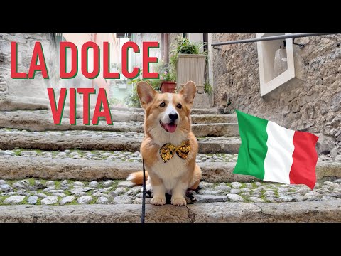 ITALIAN DREAM - Topi the Corgi