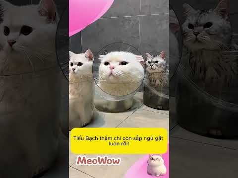 Tôi Tắm Cho 3 Bé Mèo Con Và Cái Kết! #meowow