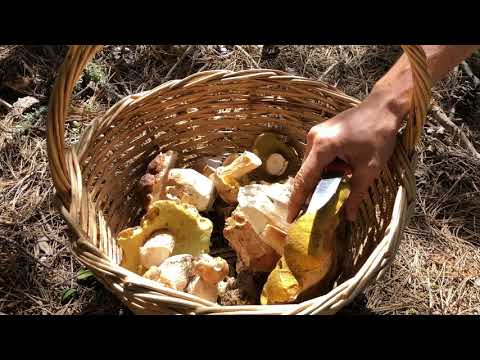 Doliana mushroom hunting_Nov18