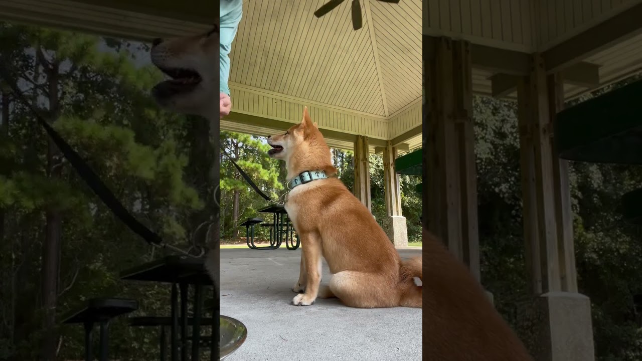 Dog Training - Shiba Inu Learning Look Command