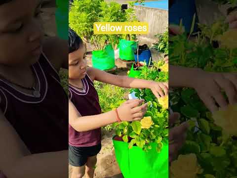 #yellow#roses #gardenflowers#in#ourhome #garden #flowers