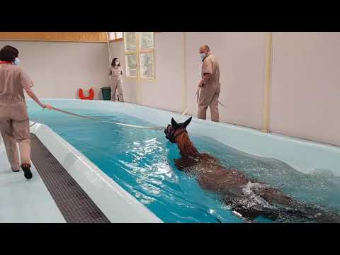 Un cheval dans la piscine panoramique du centre de soins Kinésia.