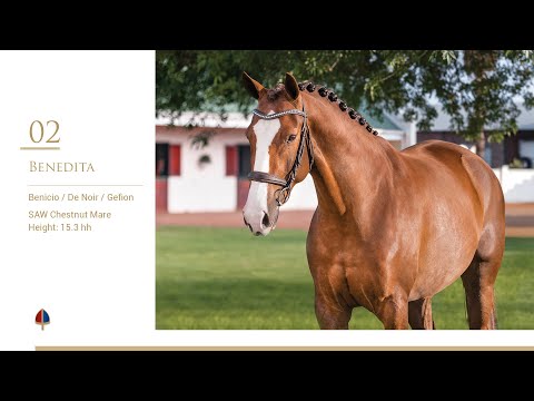 Lot 02 | Callaho Benedita (Benicio x De Noir x Gefion)
