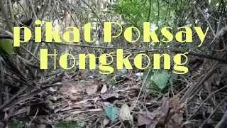 Download lagu Pikat poksay hongkong part 2 strek 1 mp3 Download lagu Pikat poksay hongkong part 2 strek 1 mp3