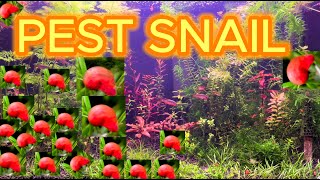 Why Everyone is Talking about Pest Snail Aquarium