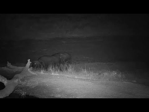 Djuma: Leopard-Hosana male watches as three Buffalo approach behind pan - 05:13 - 07/27/19