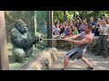 Gorilla Vs Bodybuilder Zoo Tug War Challenge You Can T Miss