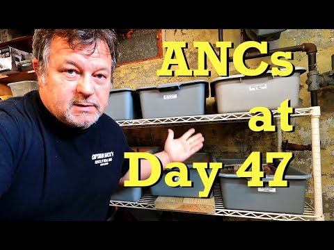 Check-in on 47-day ANC worm bin & cocoon nursery - vermicomposting