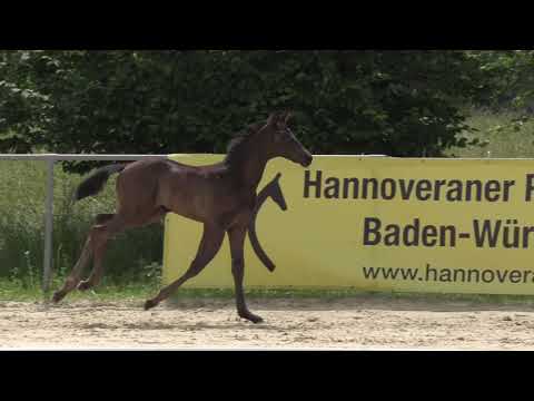 HF Millenium   Donnerhall