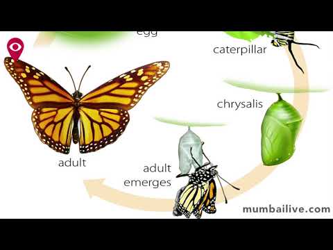 'इथं' आहे फुलपाखरांचं रंगीबेरंगी विश्व! 