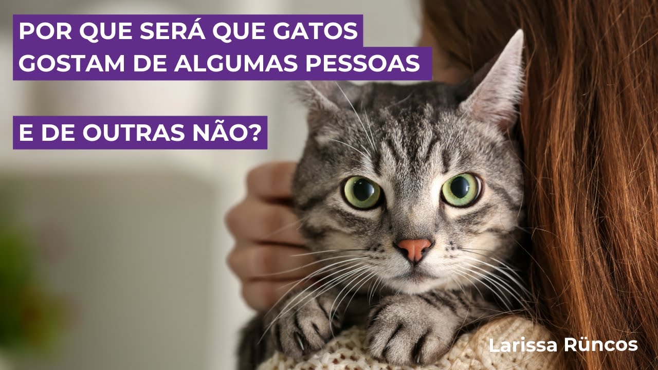 Por que será que gatos gostam de algumas pessoas e de outras não?