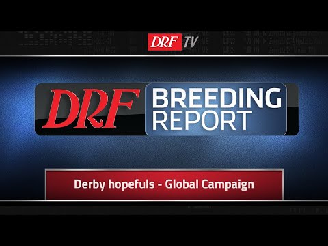 DRF Breeding Report - Derby Hopefuls - Global Campaign