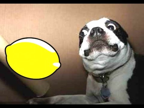 Most Funny Dogs Reacting To Lemons Compilation 2014 [NEW]