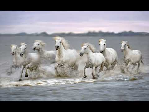 TO'ANGA SETI (FUA'AMOTU) TAPAKAKI INSTRUMENTAL