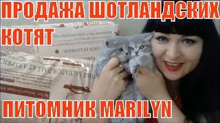 Котята даром в ростове на дону