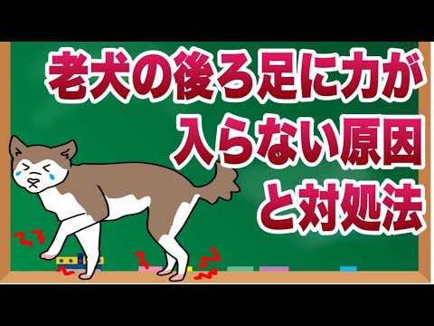 犬の後ろ足に力が入らない:原因