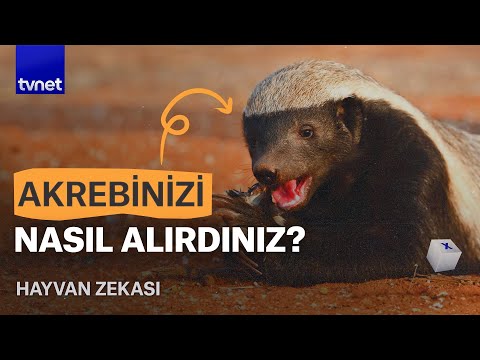 The little record holder who never backs down: The honey badger