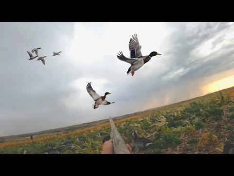 Five-Man Limit of Mallards