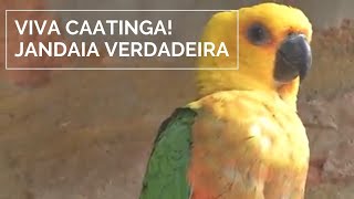 Miniatura do vídeo