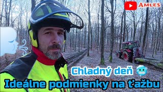 Ďalší chladný deň v lese pri ohni | Ťažba hrubších bukov a dubov, Husqvarna 572XP v akcii | Amles