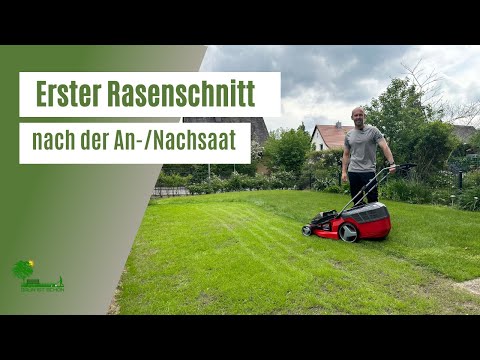 Erster Rasenschnitt nach der Ansaat oder Nachsaat 🌱 | Wann muss ich mähen | Rasen regelmäßig düngen
