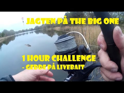 One hour challenge -Gedde på livebait