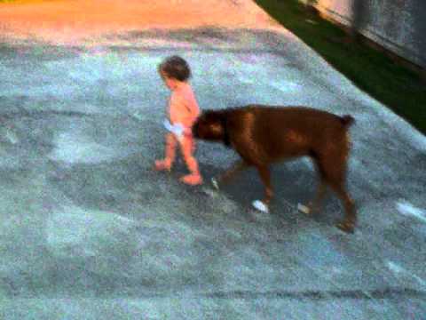 Un bebé y un Bóxer, amigos inseparables