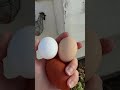 Still chasing that rainbow! #farmfresh #farmchores #chicken #eggs #rainboweggs #egg #eggcollecting