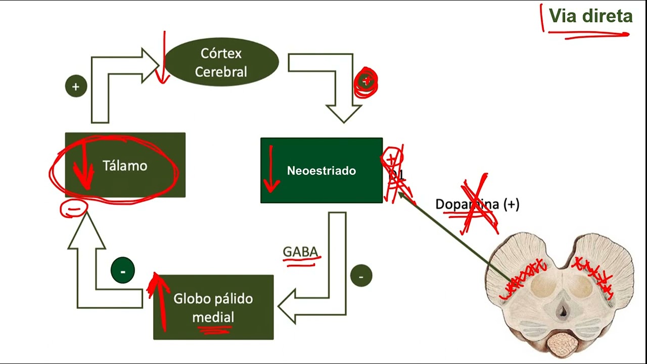 Núcleos da Base - lesões