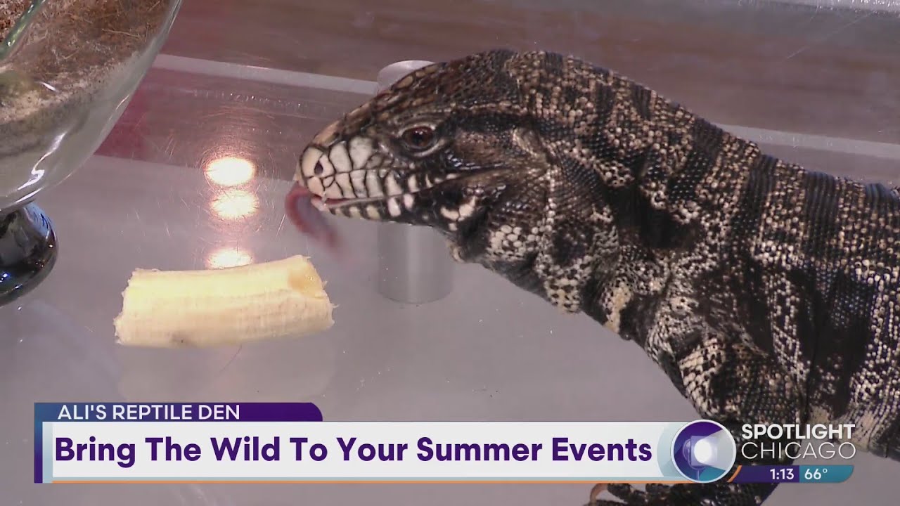 Promotional video thumbnail 1 for The Reptile Den