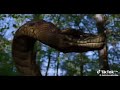 DJ SMITH PIRANHACONDA MOVIE PLUS