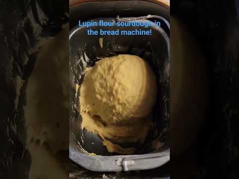 Lupin flour sourdough in the bread machine for the first time.